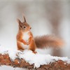 Red squirrel (Sciurus vulgaris) on pine branch in snow, Scotland, December
